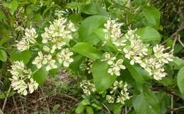 Imagem de Usteria guineensis Willd.