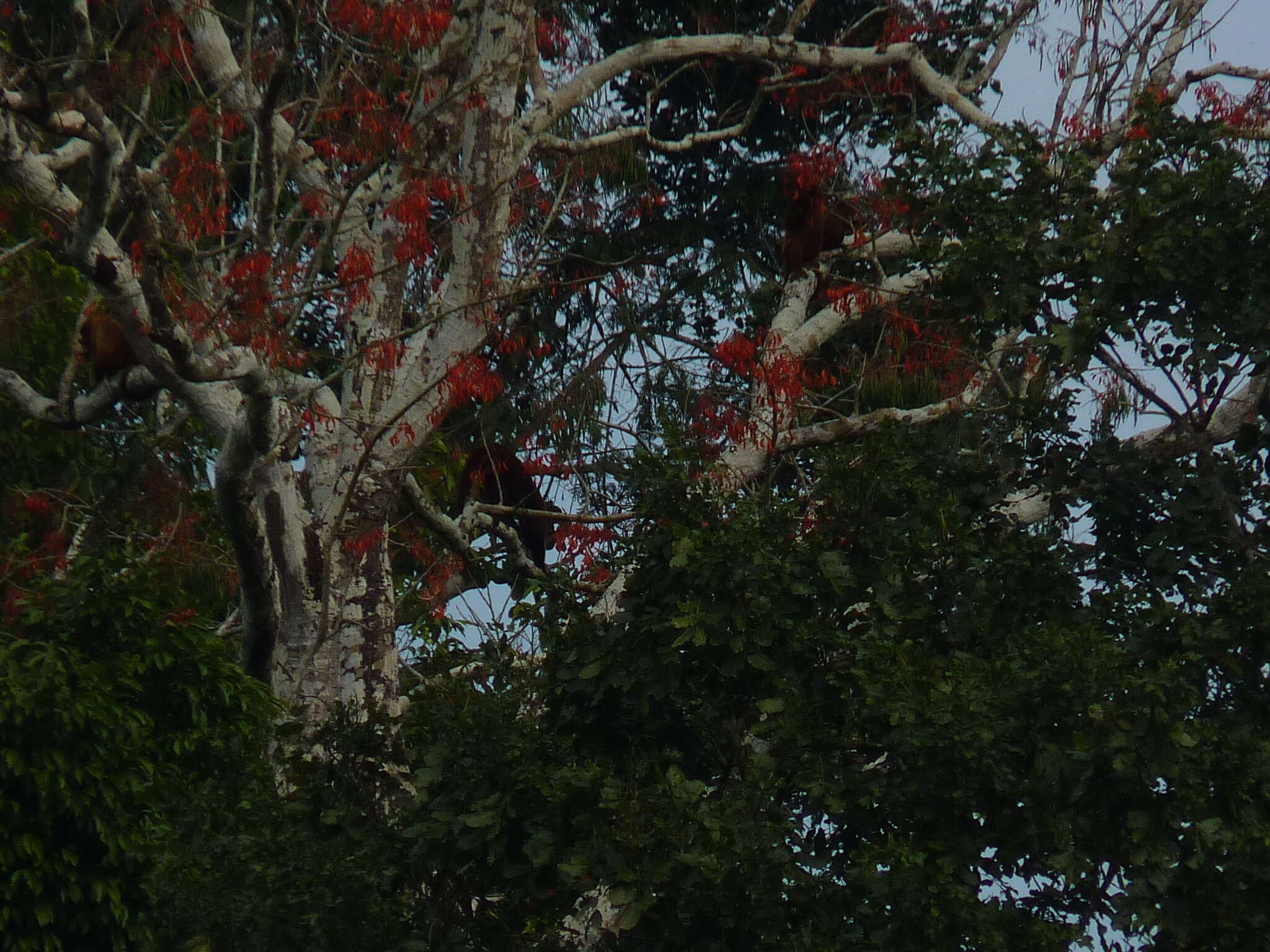 Image of Erythrina ulei Harms