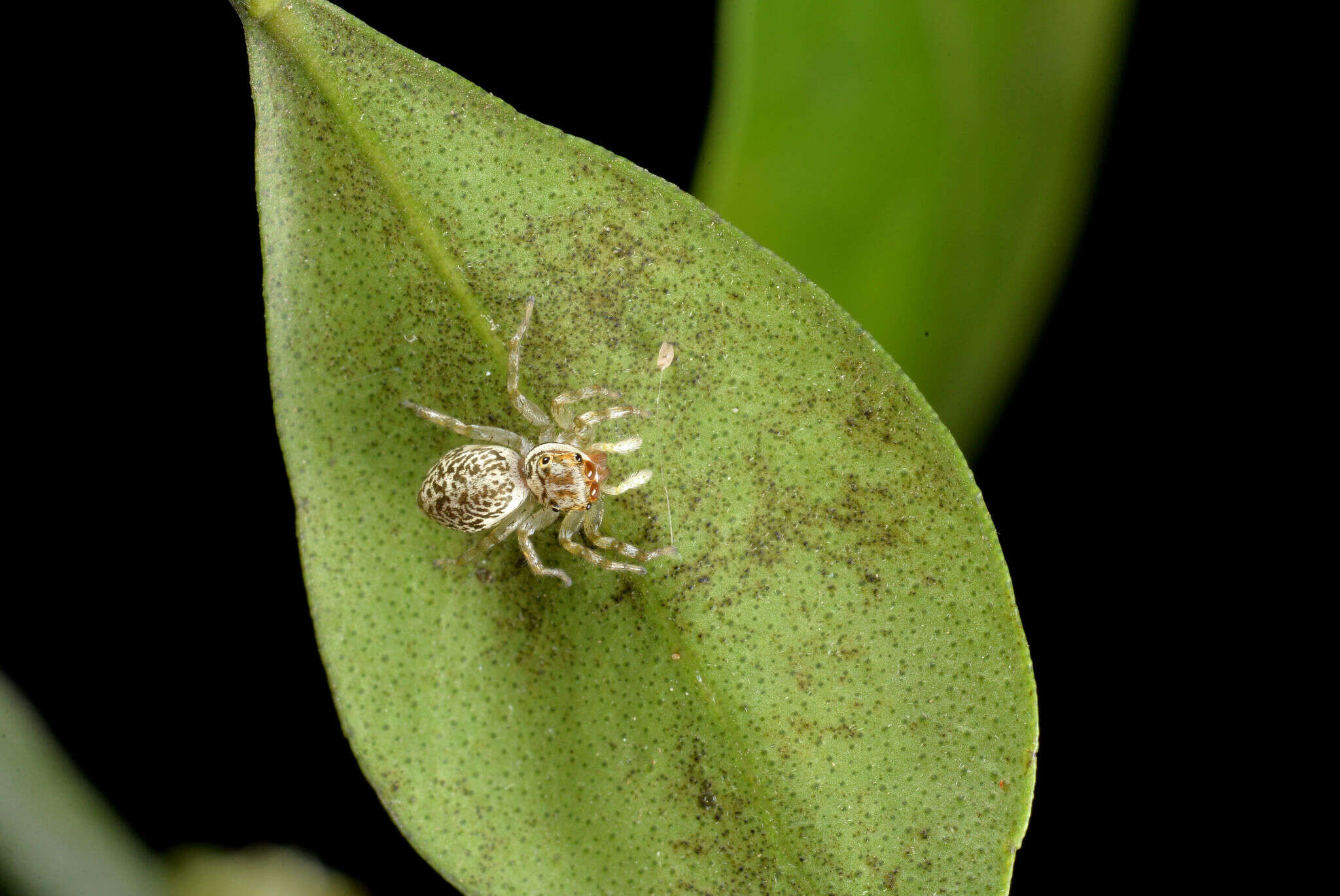 Image of Jumping spider