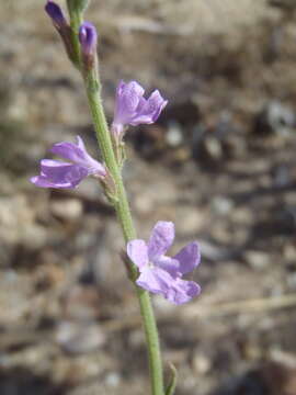 Sivun Verbena neomexicana (A. Gray) Briq. kuva