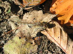 Image of Common Darter