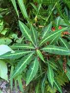 Image of Impatiens omeiana Hook. fil.