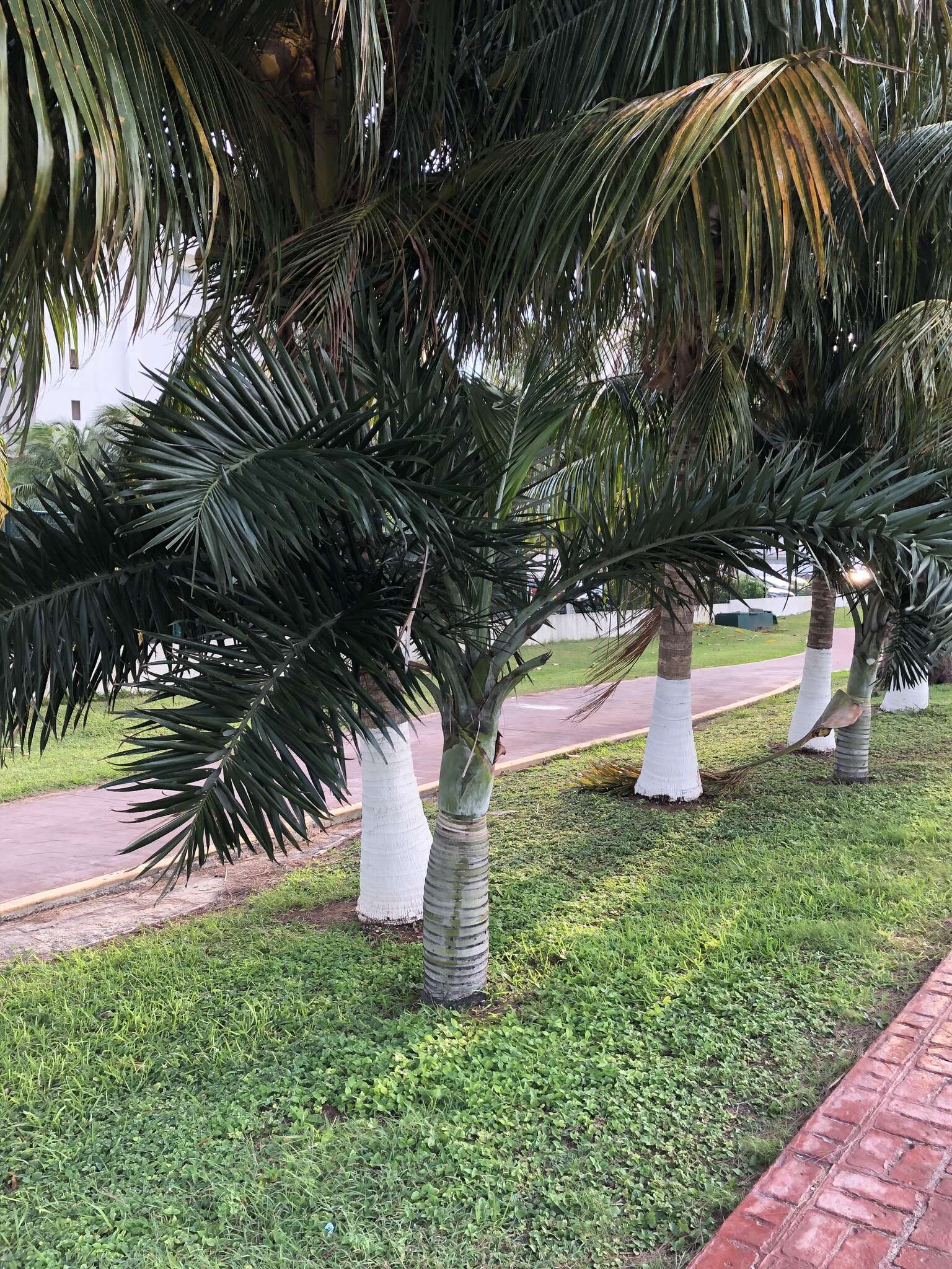 Image of Florida cherry palm