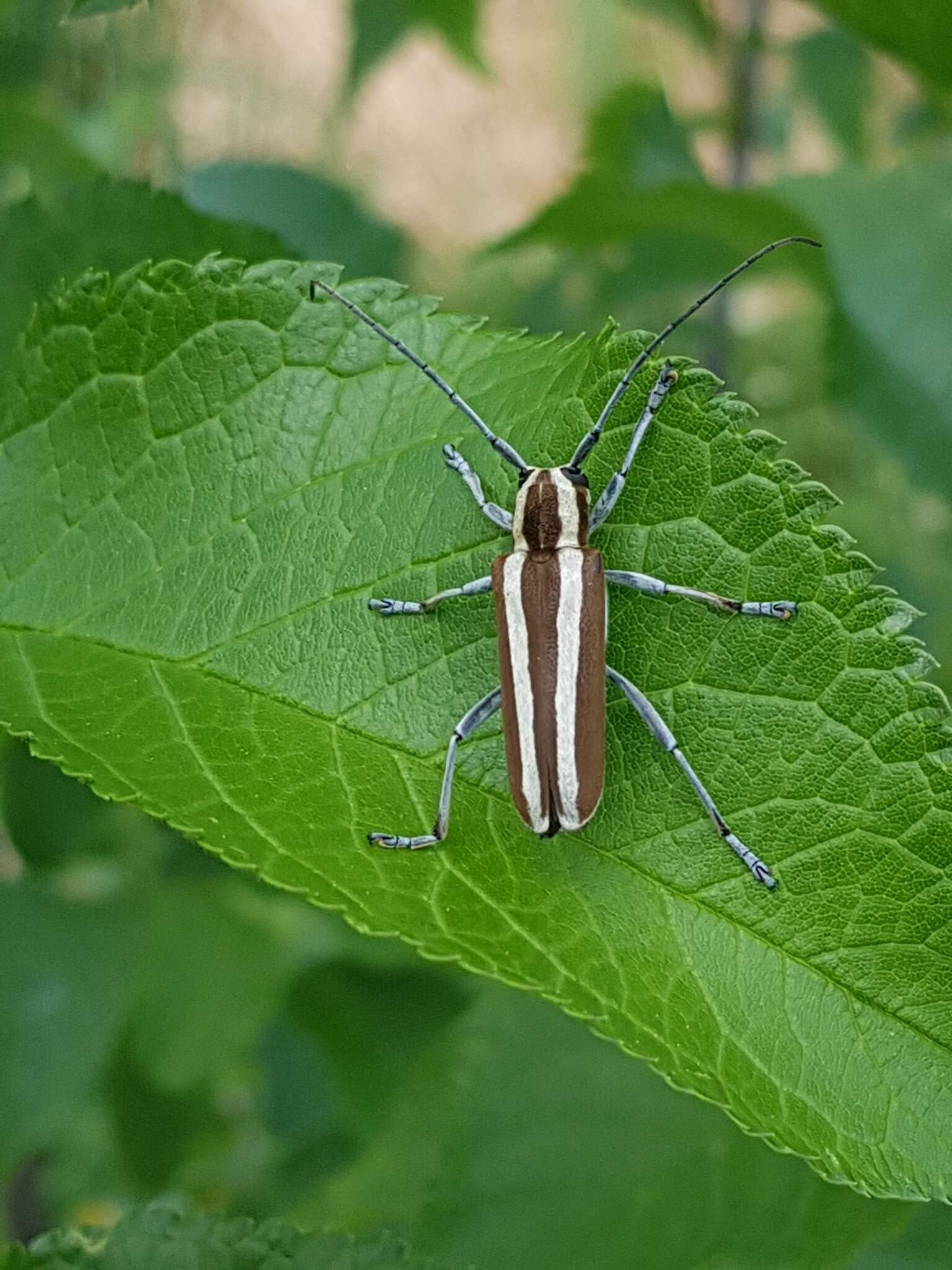 Image of Round-headed Apple Tree Borer