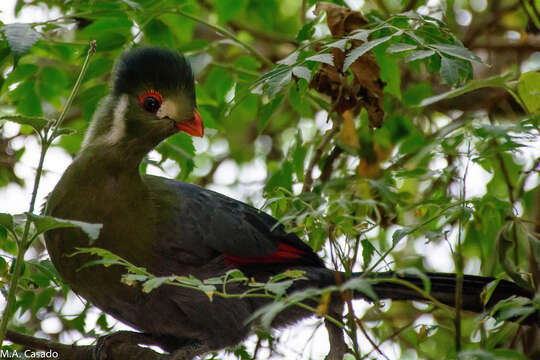 Image of White-cheeked Turaco