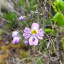 Image of Schizanthus porrigens subsp. borealis