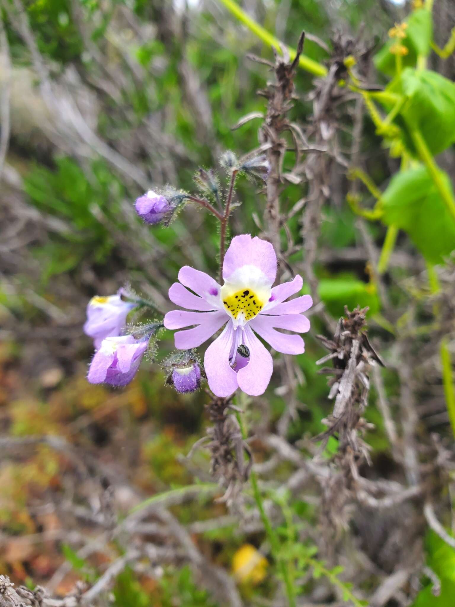 Image of Schizanthus porrigens subsp. borealis