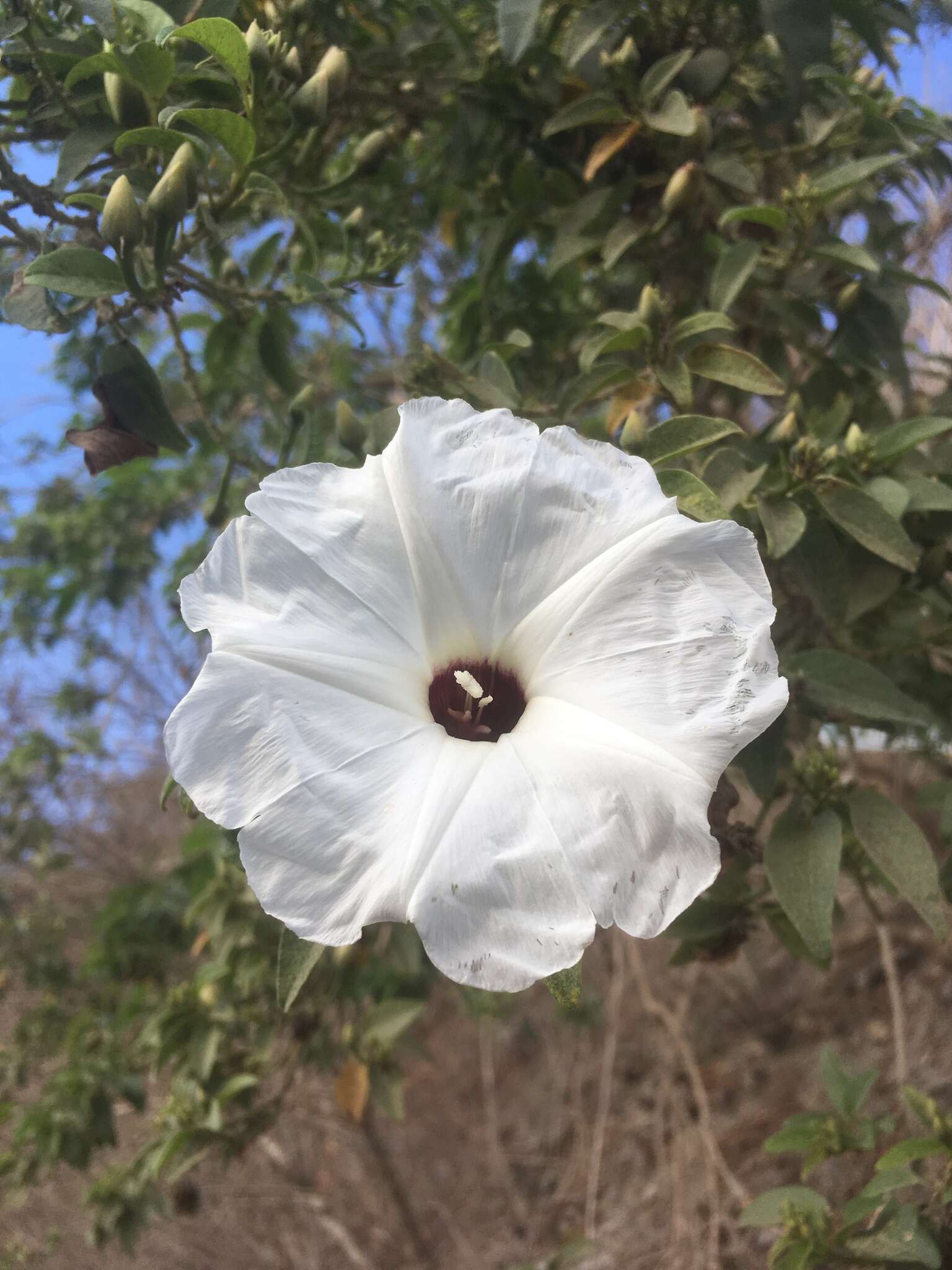 Ipomoea wolcottiana Rose的圖片