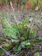 Image of blue nodding locoweed