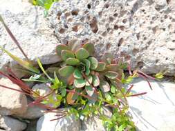 Image of pimpernel willowherb