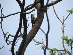 Image of Fulvous-breasted Woodpecker