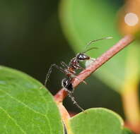 Image of Camponotus intrepidus (Kirby 1819)