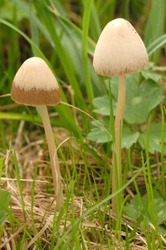 Image of <i>Psathyrella marcescibilis</i>