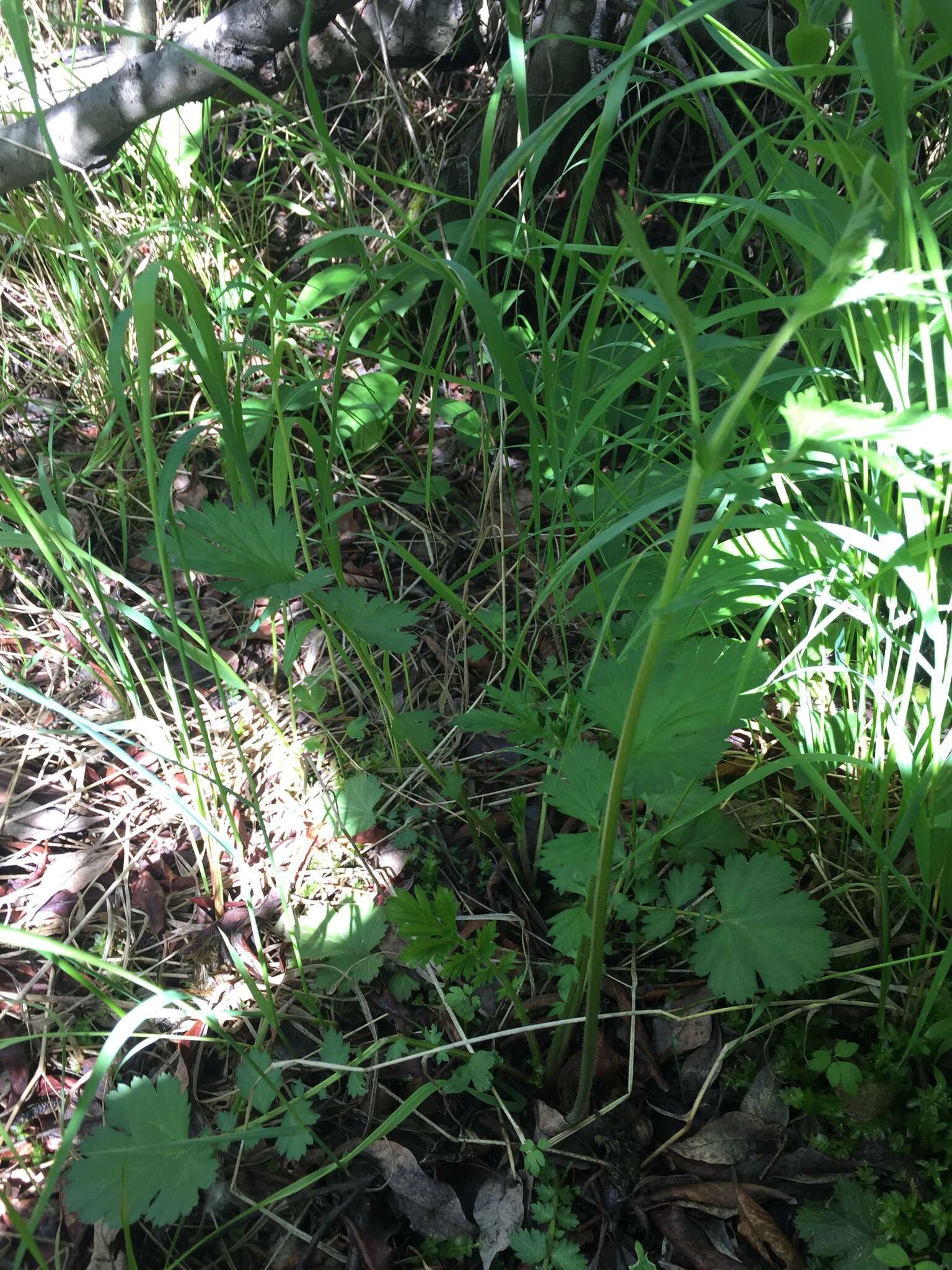 Imagem de Geum macrophyllum var. perincisum (Rydb.) Raup