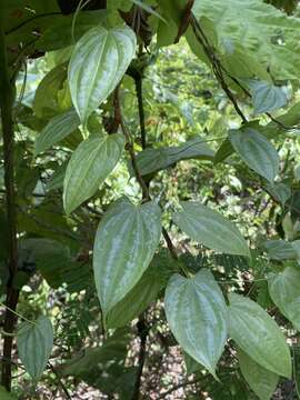 Dioscorea pilosiuscula Bertero ex Spreng.的圖片