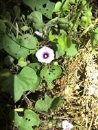 Image of Red-Center Morning-Glory