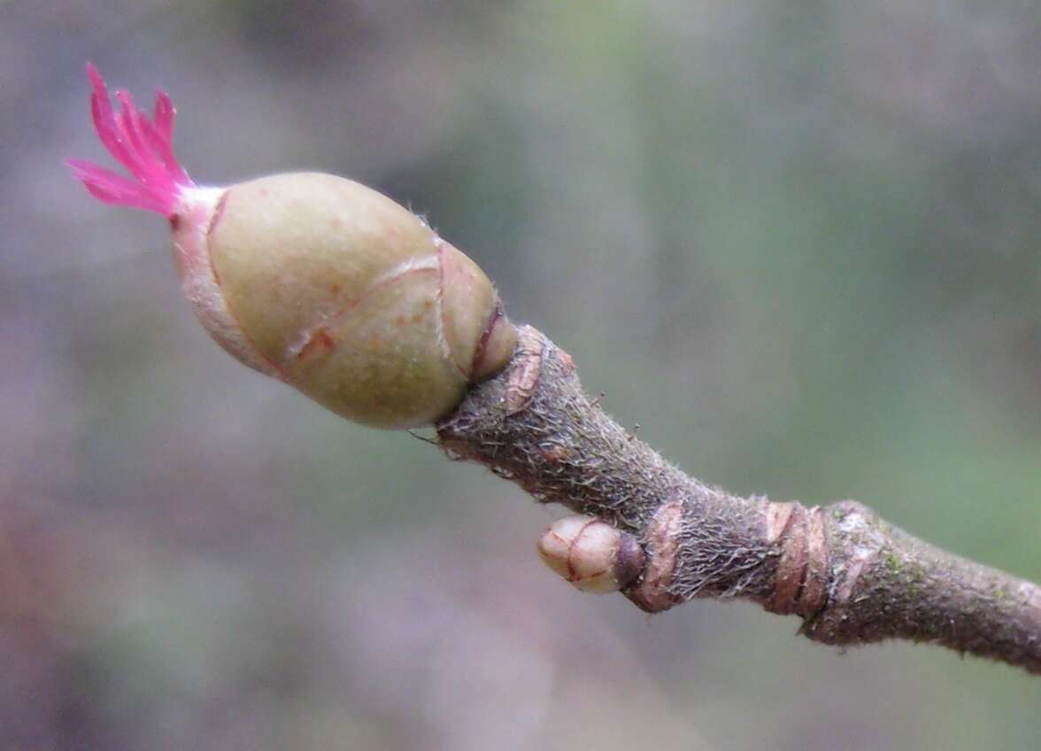 Image of Cobnut