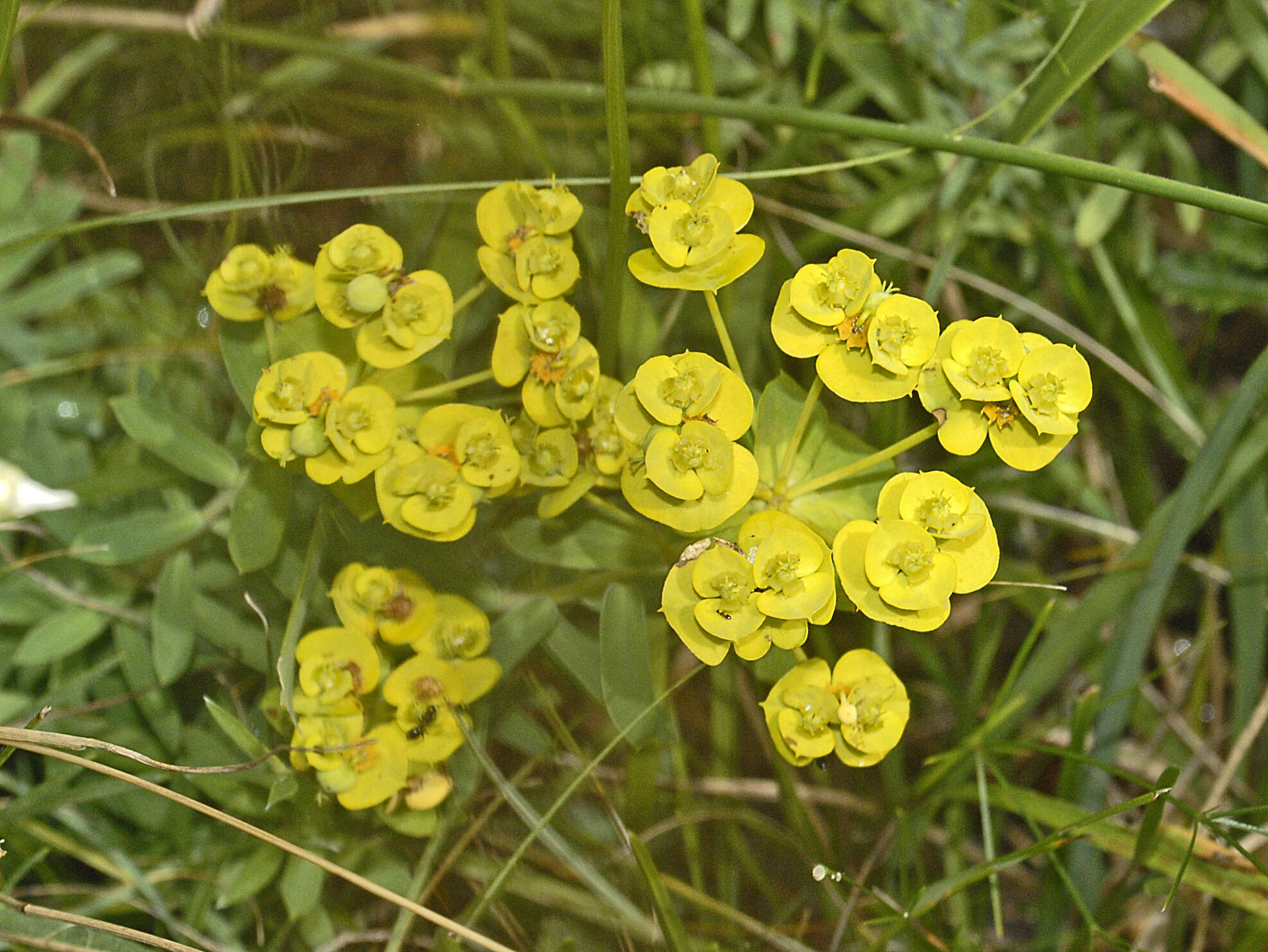 Image of Euphorbia nicaeensis All.