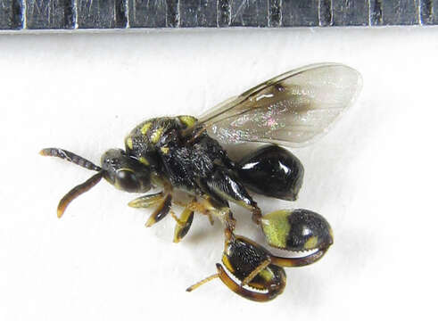 Image of Conura xanthostigma (Dalman 1820)