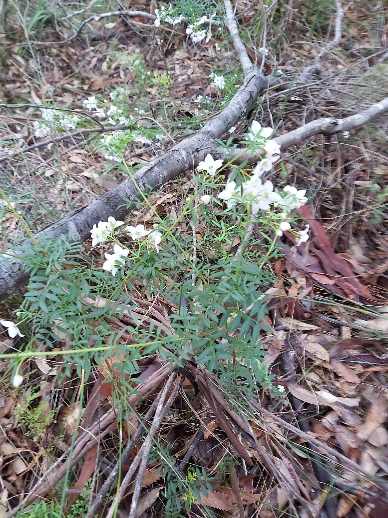 Image of Boronia floribunda Sieber ex Spreng.