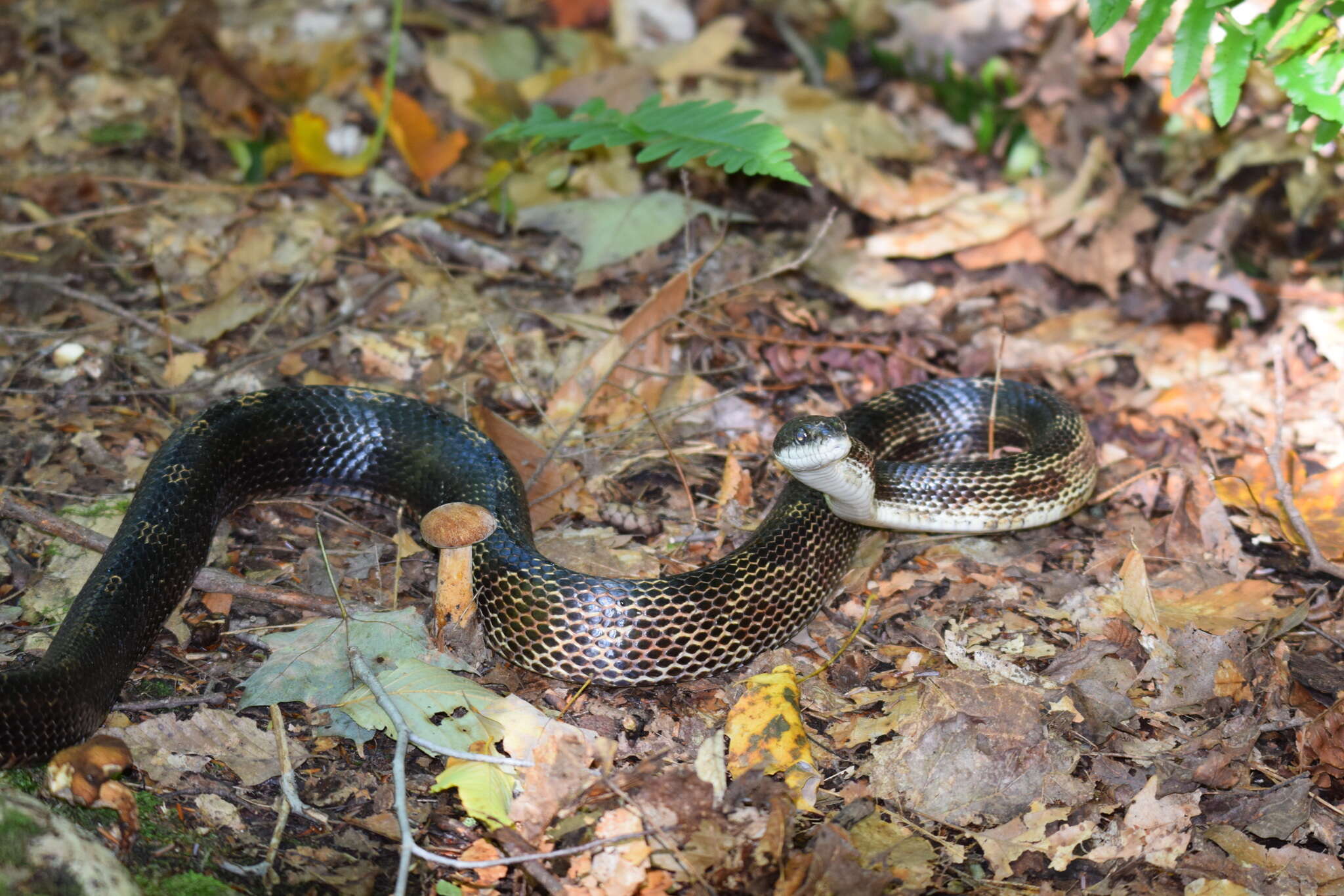 Image of Pantherophis spiloides (A. M. C. Duméril, Bibron & A. H. A. Duméril 1854)