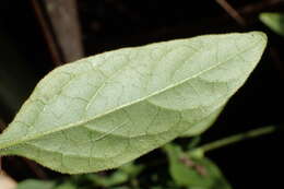 Image of Solanum chenopodioides Lamarck