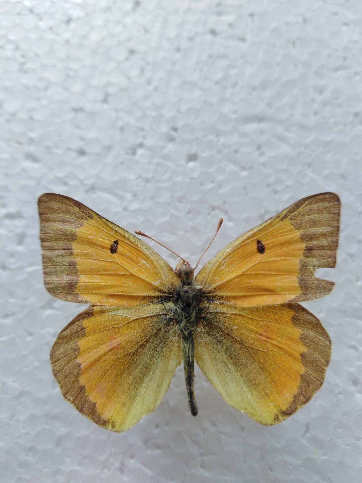 Image of Colias chrysotheme (Esper 1777)