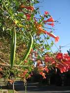 Image of trumpet creeper