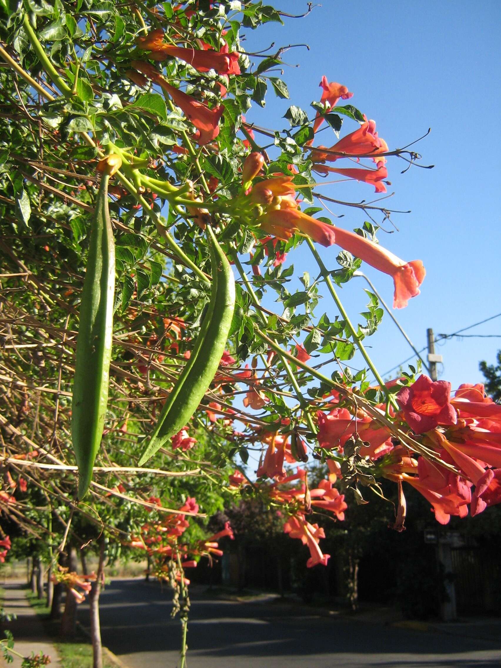 Image of trumpet creeper