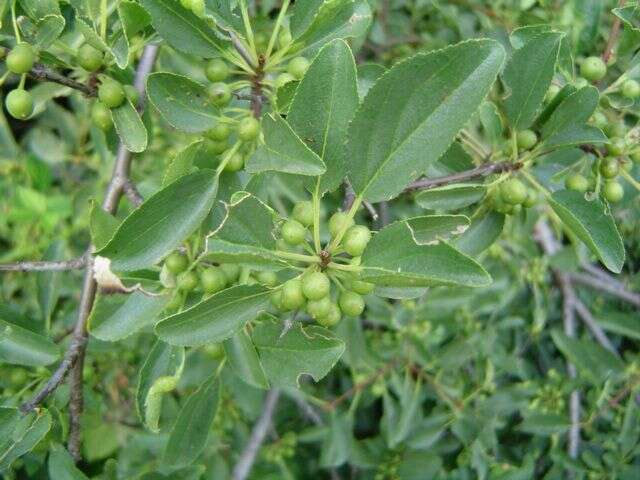 Image of common buckthorn