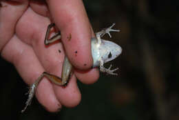 Image of Tilaran Robber Frog