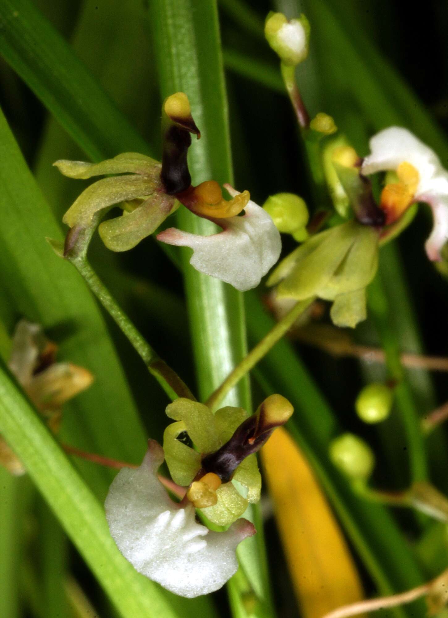 Image of Gomesa radicans (Rchb. fil.) M. W. Chase & N. H. Williams