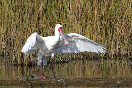 Image of African Spoonbill