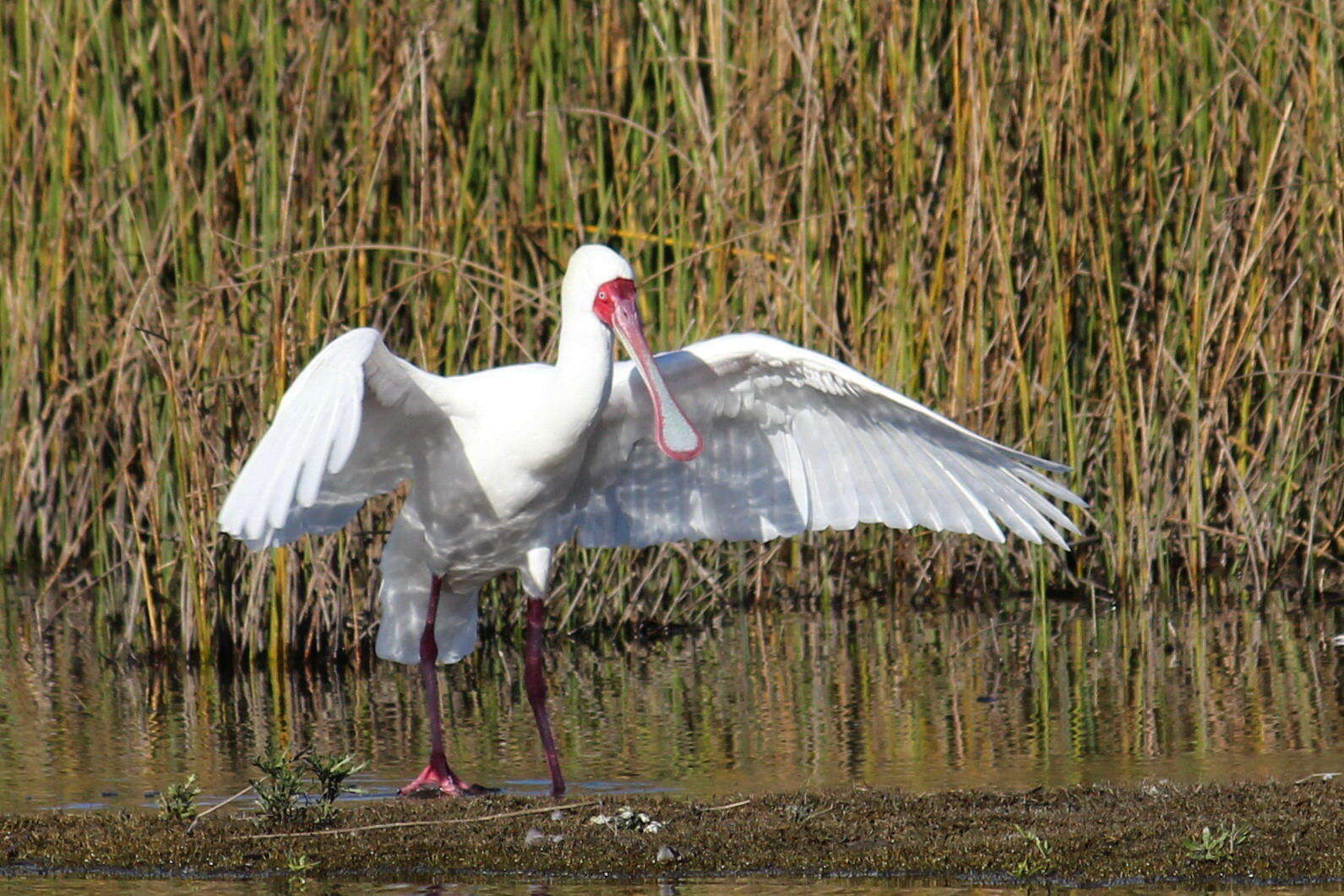 Image of African Spoonbill