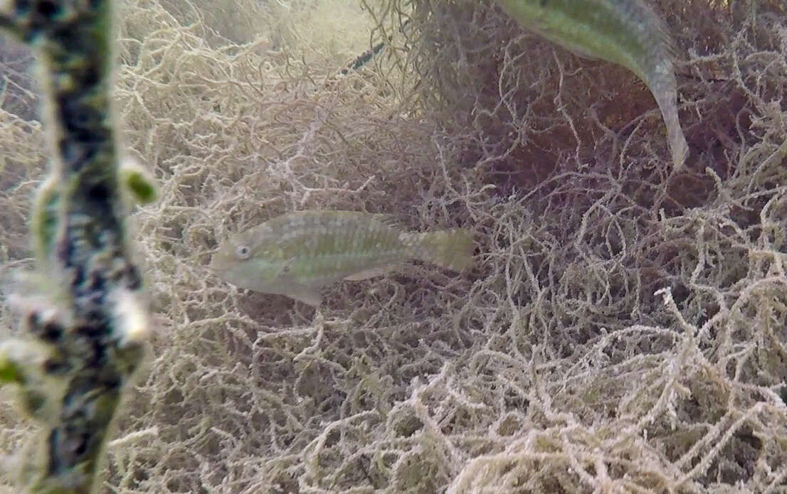 Image of Bucktooth Parrotfish