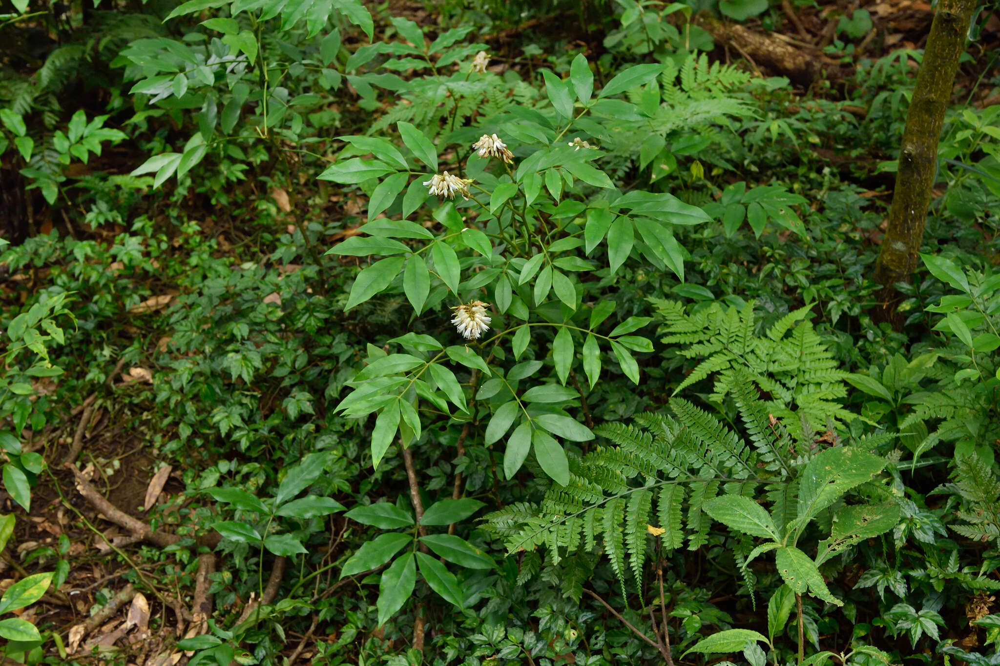 Image of Euchresta formosana (Hayata) Ohwi