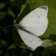 Image of small white