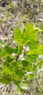 Image of Southern False Parsleytree