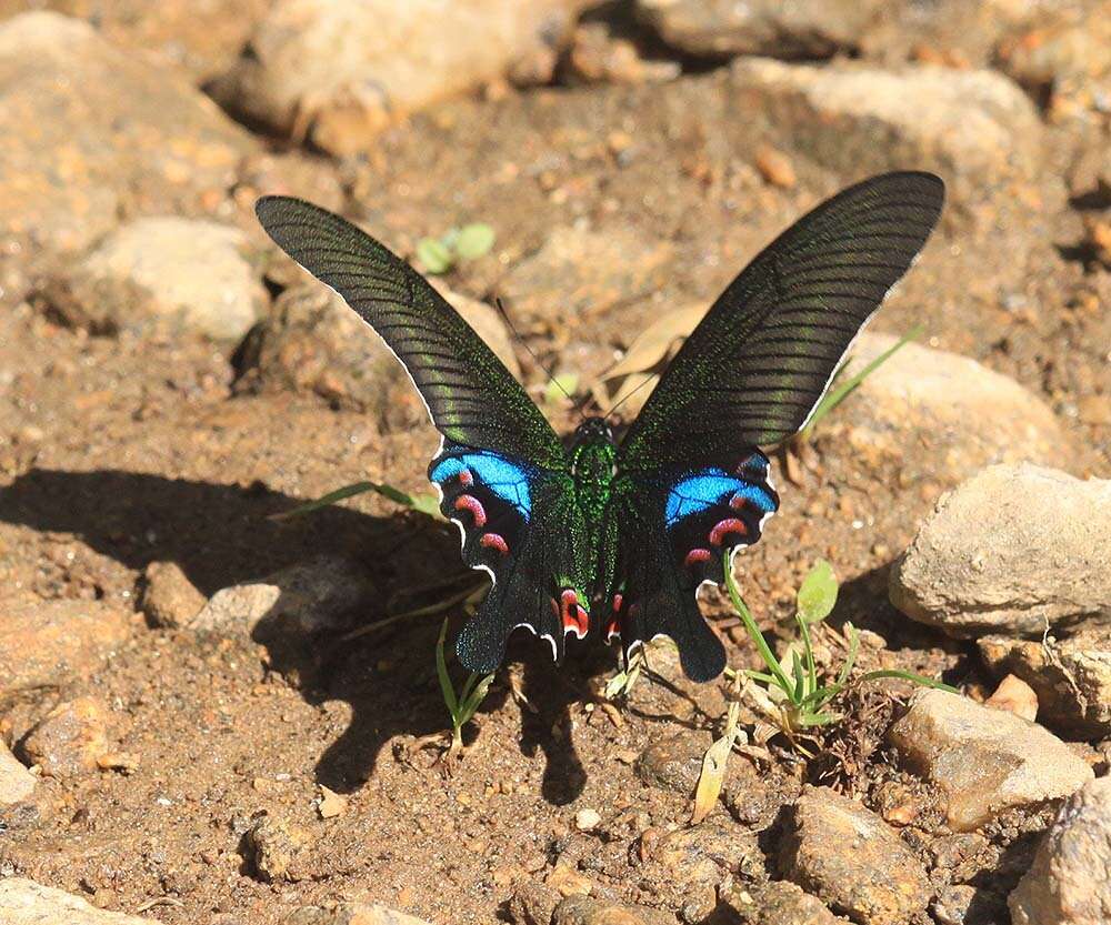 Image of Papilio arcturus Westwood 1842