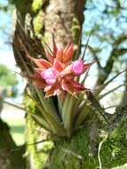 Image of Tillandsia geminiflora Brongn.