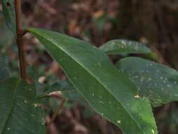 Image of Ardisia compressa Kunth