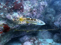 Image of Olive rockfish