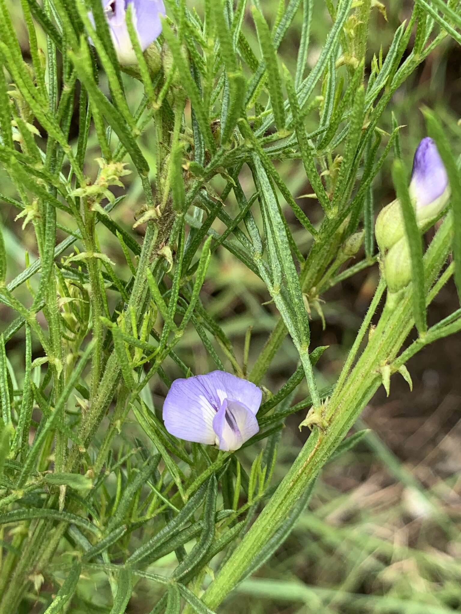 Plancia ëd Psoralea glabra E. Mey.