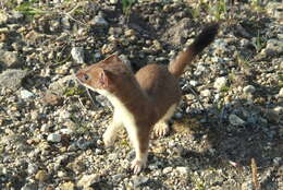 Image of Mustela erminea arctica (Merriam 1896)