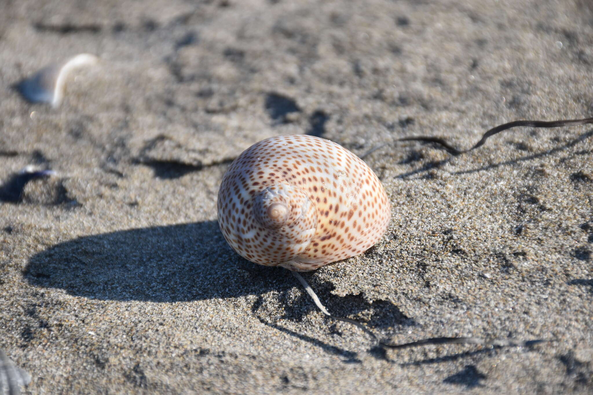 Image of fly-speck moonsnail