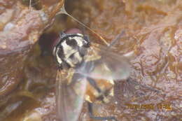 Image of bazaar fly