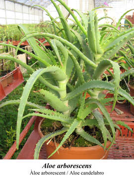 Image of candelabra aloe