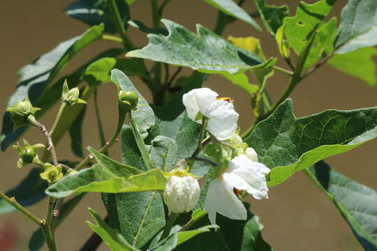 Image of Solanum bonariense L.