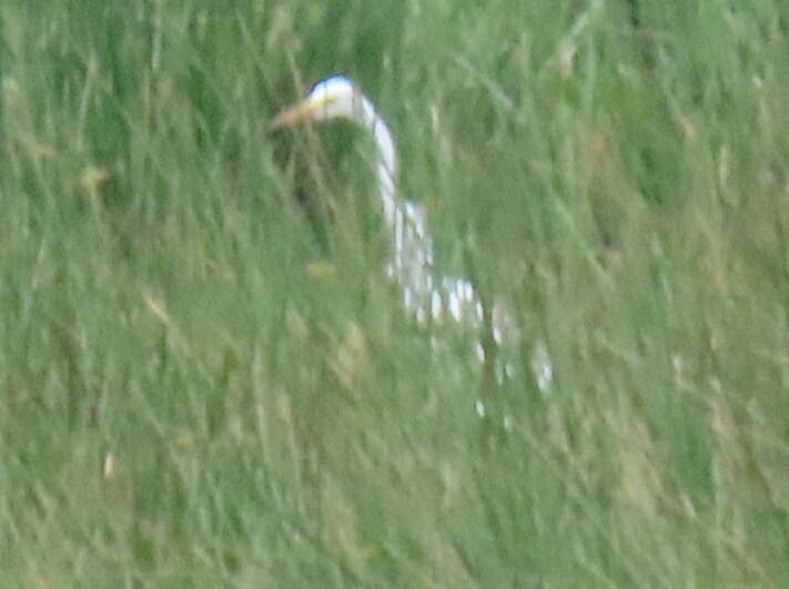 Image of Ardea intermedia brachyrhyncha (Brehm & AE 1854)