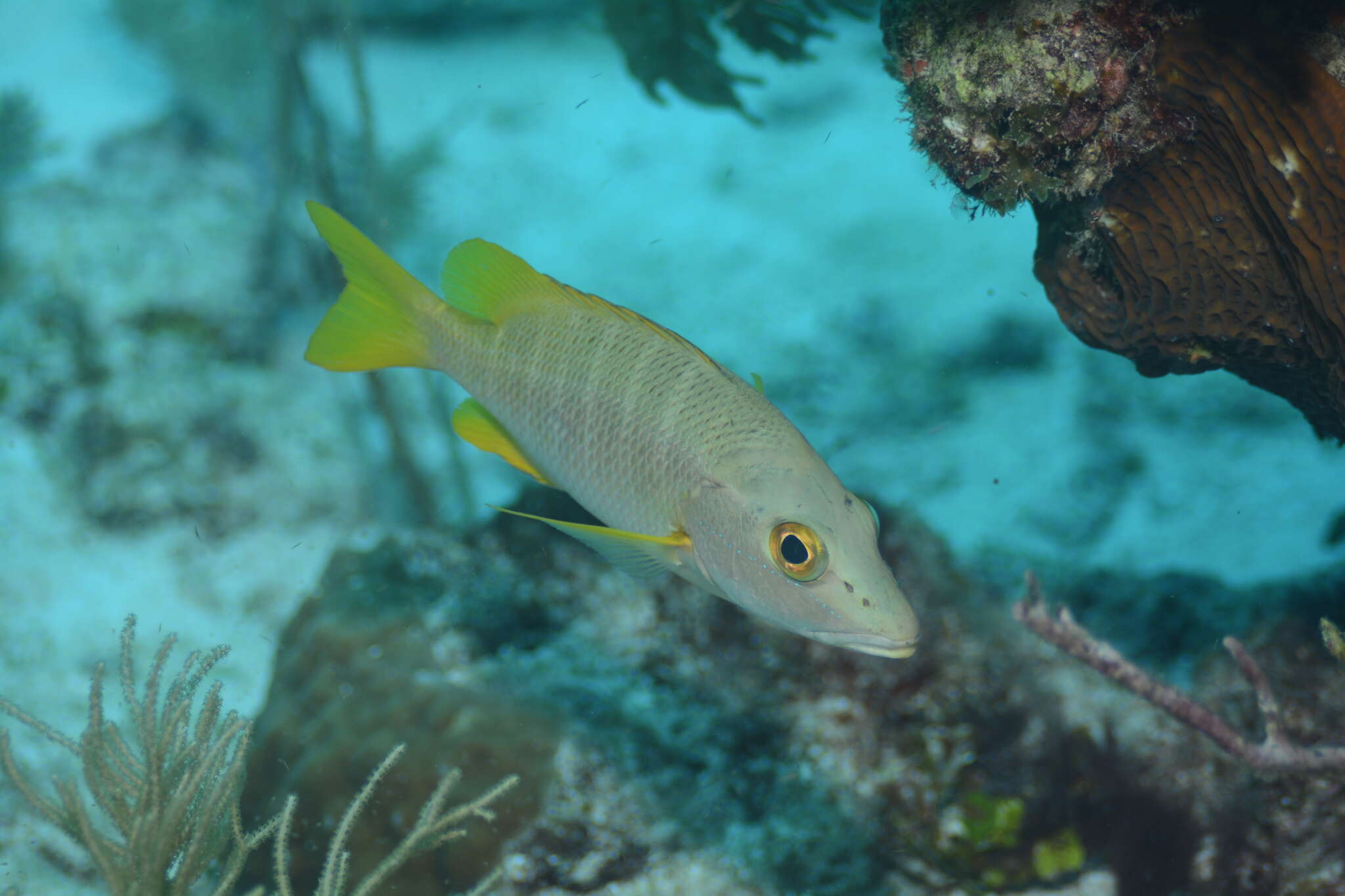 Image of Dogtooth Snapper